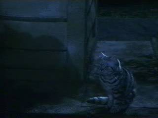 McGonagall_into_Cat1-03.jpg
