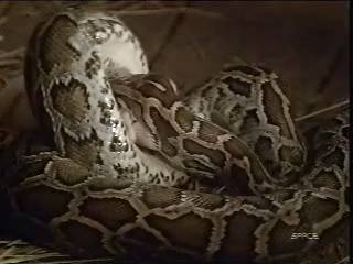 wolfensnakevorerat07.jpg